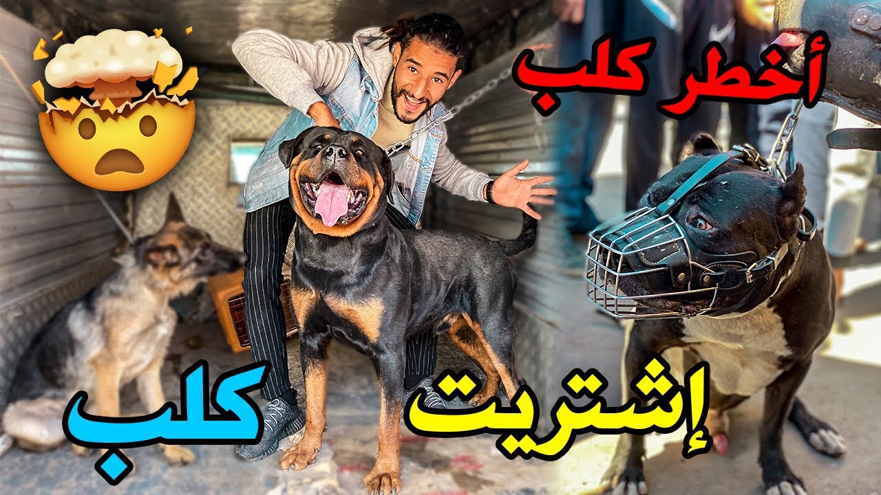 إشتريت كلب من سوق القريعة يوم الاحد بدون مال 💰 مع أخطر كلاب 🐕 العالم العربي 😱🤯