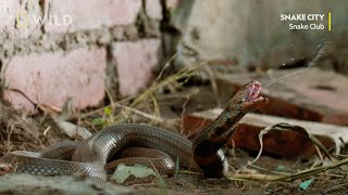 Плюеща кобра | Месец на змията | NG Wild Bulgaria