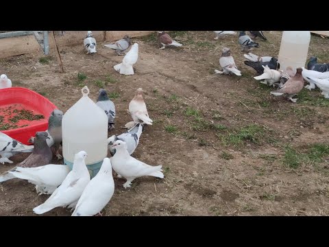 Обработка голубей от блох и прочее паразитов!