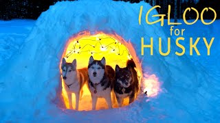 I Made a Snow Cave For My Dogs All Week! Cozy Husky Igloo