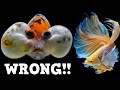 You're Wrong About These Fish! 10 Fish That Are Popular For The Wrong Reasons!