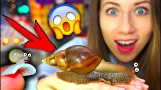 ВЫРОСЛА В 100 РАЗ 😱 МОЯ УЛИТКА ТУРБО БЫЛО СТАЛО ГИГАНТСКАЯ | Elli Di Pets ВЫРОСЛА В 100 РАЗ 😱 МОЯ УЛИТКА ТУРБО БЫЛО СТАЛО ГИГАНТСКАЯ | Elli Di Pets
