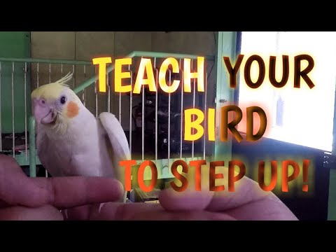 Video: Paano Magturo Sa Isang Parrot Cockatiel Na Magsalita