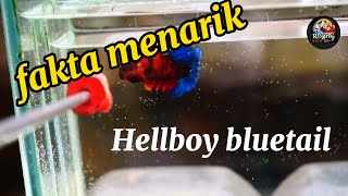 fakta menarik tentang cupang hellboy || hellboy fancy