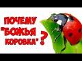 В 4 утра / Почему БОЖЬЮ КОРОВКУ так называют?