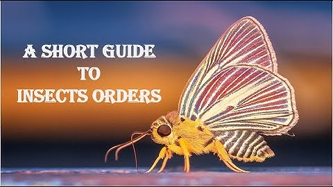 A short guide to Insect Orders|Entomology #orders #insectguide #entomologystudy #insects