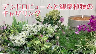 デンドロと観葉のギャザリング