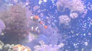 My True Perc Spawning