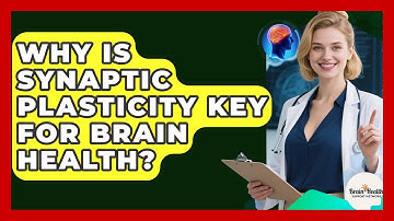 Why Is Synaptic Plasticity Key For Brain Health? - Brain Health Support Network
