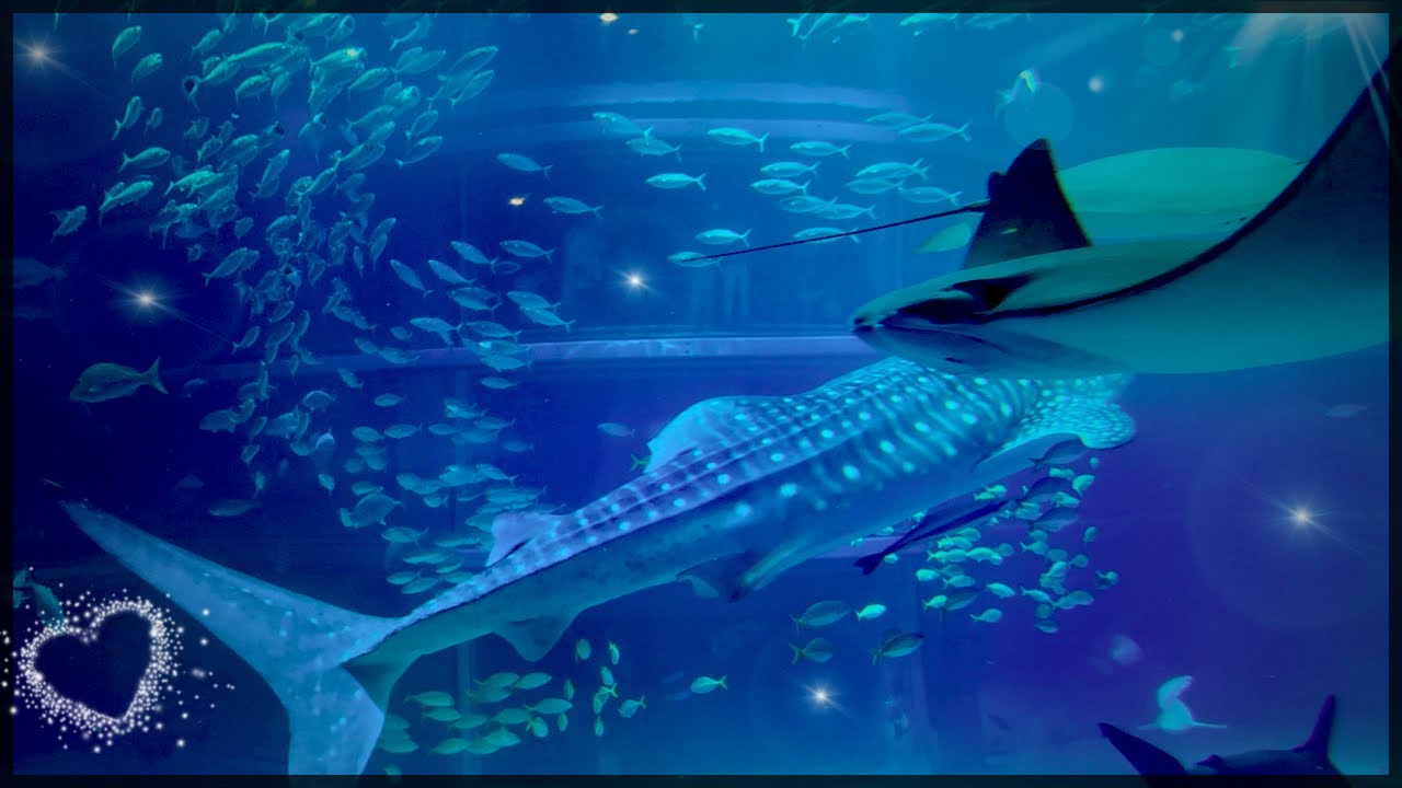 海遊館の大水槽】ジンベエザメと過ごす静かな時間Whale Sharks in a
