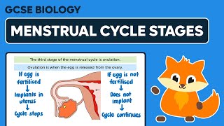 Stages of the Menstrual Cycle - GCSE Biology