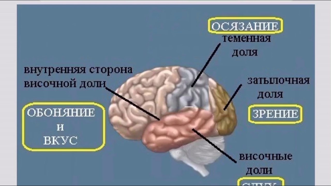 Отделы мозга обоняние. Вкусовые зоны головного мозга. Зона обоняния в головном мозге. Вкусовая зона коры головного мозга. Часть мозга отвечающая за обоняние.