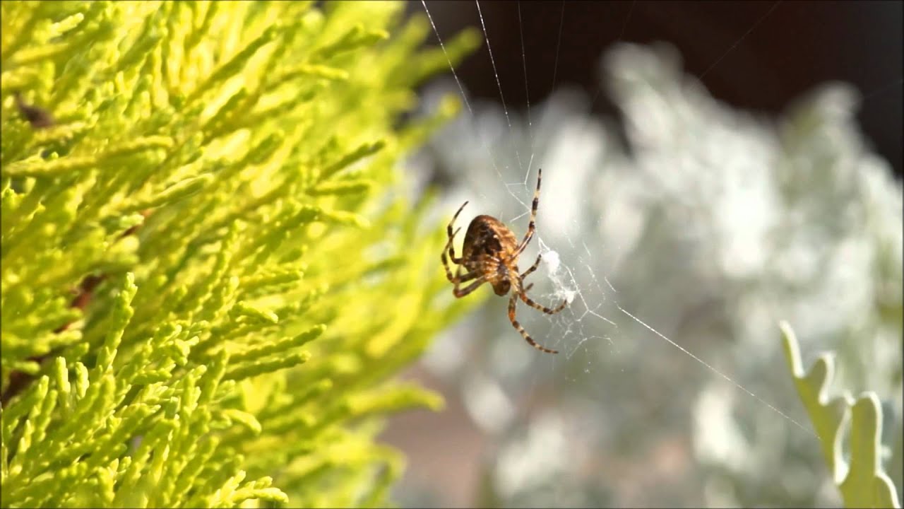 European garden spider web weaving