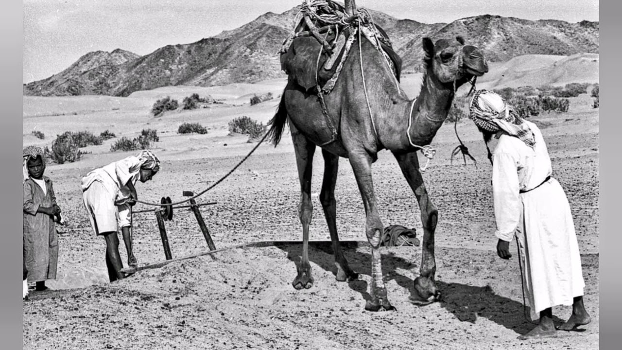 (  ٤ ) قصة ابن الغريب الصويب مع مؤذن المسجد