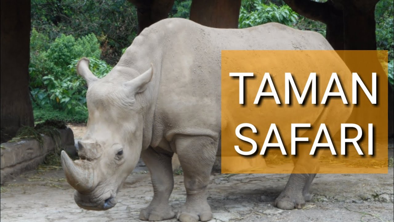 TAMAN SAFARI INDONESIA YouTube