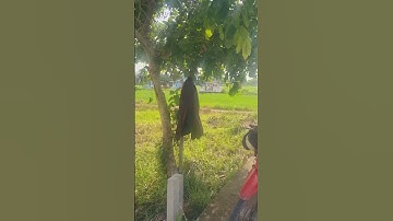 Bán đất thổ cư sổ hồng riêng đường xe hơi xã Tân Ân cần đước Long An