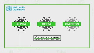 No, there is not a variant of COVID-19 called centaurus | Verify