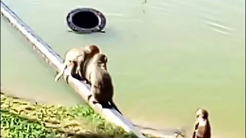 Monkeys in a pond