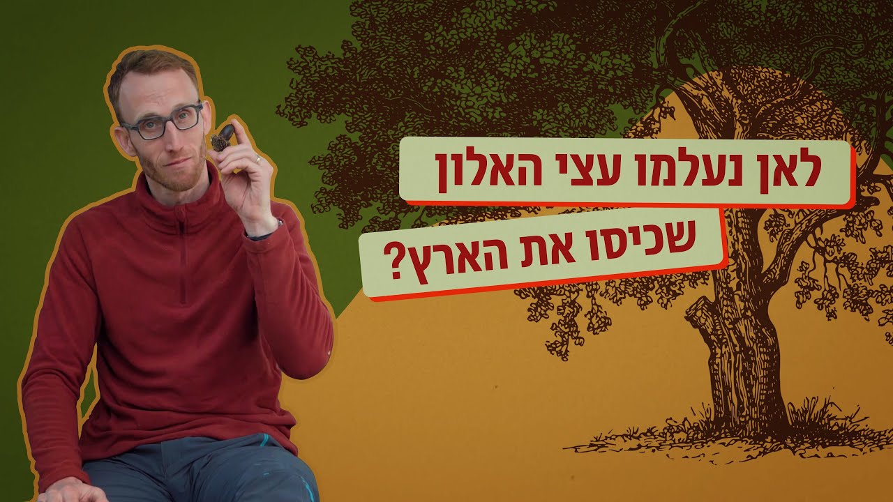 לאן נעלמו עצי האלון שכיסו את הארץ? | כאן סקרנים
