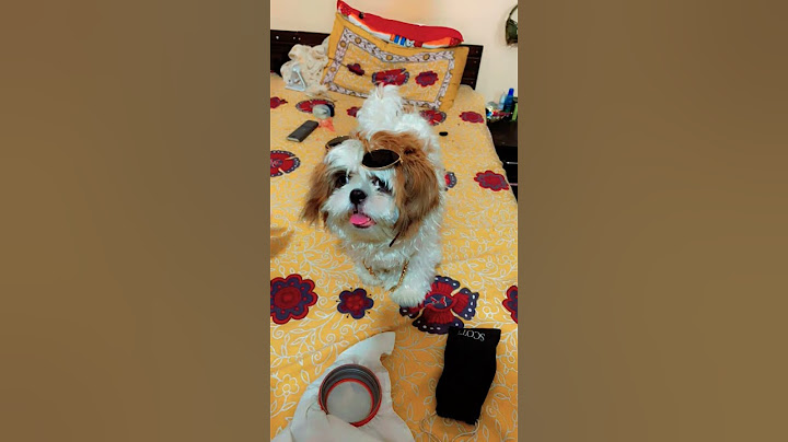 I waste my whole week 😊#jackson #mydogjack #subscribe #cutedog #funny