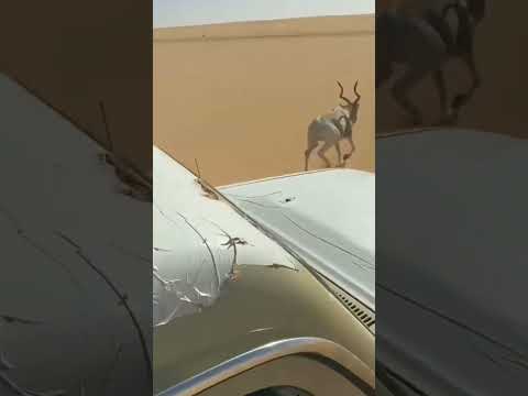 صيد غزال في الصحراء