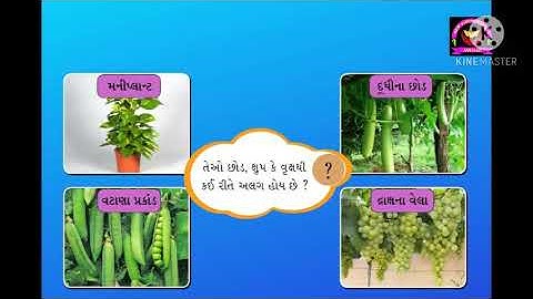 Std 6 ॥ Science॥ ch 7॥ વનસ્પતિની જાણકારી મેળવીએ || ભાગ-1