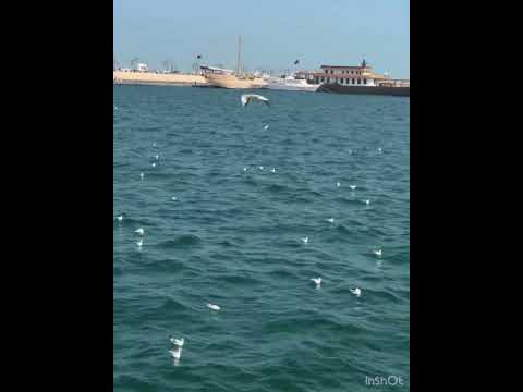 لن تصدق ما يفعله هذا النورس على شاطئ البحر