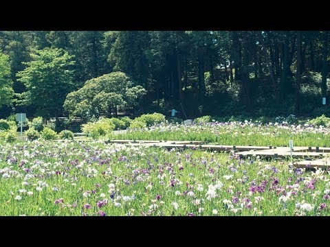 【Full HD】上尾丸山公園の花菖蒲｜Ageomaruyama Park Iris｜Ageo City Saitama Prefecture Japan