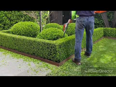 Video: Boxwood Hijau (42 Foto): Penanaman Dan Perawatan, Deskripsi Semak Buxus Hijau, Tempat Berlindung Tanaman Untuk Musim Dingin