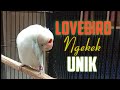 Lovebird Ngekek Panjang Dan Unik Mp3 - Mp4 Download