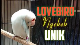 30 Lovebird Ngekek panjang dan Unik