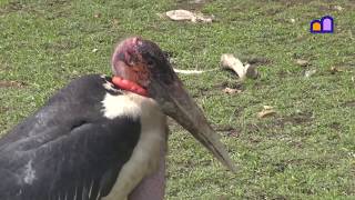 Ethiopia - Marabu Feeding