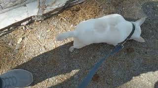 found this short from Molina basin in the catalinas of Marco and Vinny
