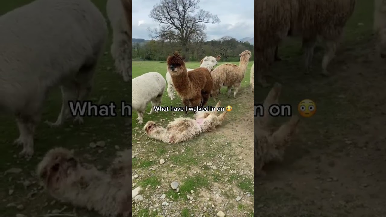 What've I walked in on? 🫣😂 | Funny Alpacas 