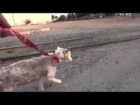Video: Urinare Dureroasă și Frecventă La Câini