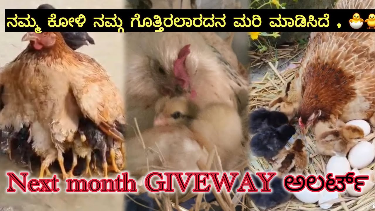 ನಮ್ಮ ಕೋಳಿ ನಮ್ಗ ಗೊತ್ತಿರಲಾರದನ ಮರಿ ಮಾಡಿಸಿದೆ , 🐣🐥Next month GIVEWAY ಅಲರ್ಟ್