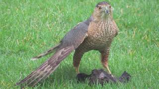 Hawk attacking and killing a backyard bird (Grackle) - Graphic