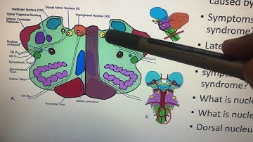 Dr. Pratheepa’s tutorial- Medulla MCQ