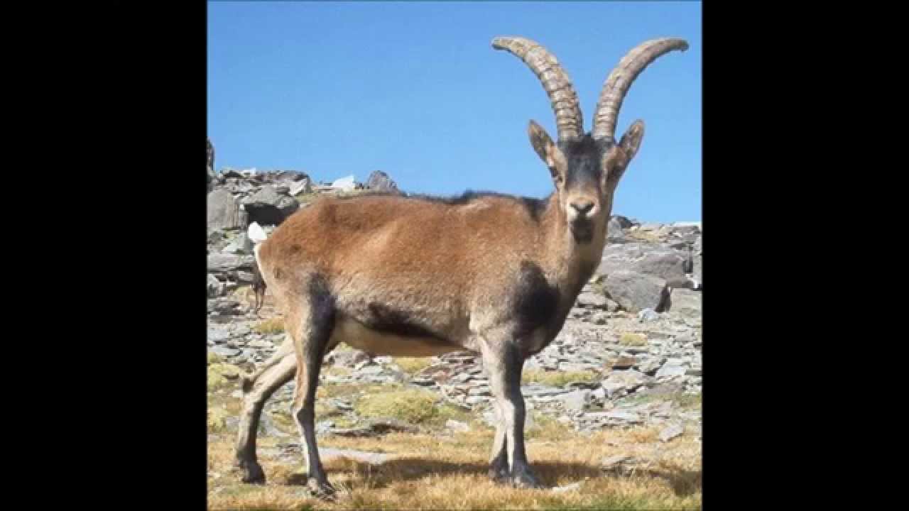 quels sont les animaux les plus rares