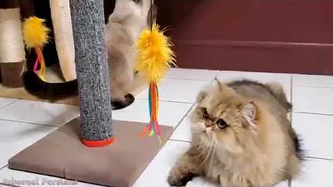 Video 524081: tabby persian, golden tabby, tabby playing, cat kitten baby love, cat toy kitten