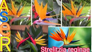 كيف يتم زراعه نبات عصفور الجنه ?Strelitzia reginae planting?