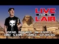 Dead Bodies and Camel Spiders | Live From The Lair