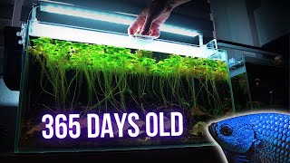 ALIEN BETTA ECOSYSTEM AQUARIUM is 1 YEAR OLD | EP8 BLACKWATER BETTA AQUARIUM