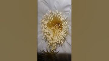 Thumbnail of The Dragon's flower