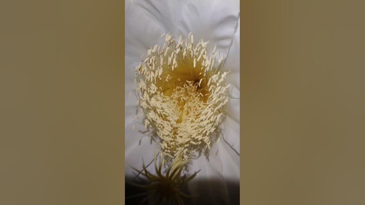 The Dragon's flower