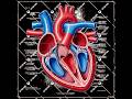 Advances inCardiovascular Risk Assessment&amp; Gender‑Specific Management