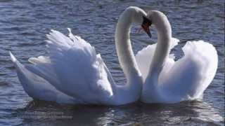 Oamok Love Theme    Sublimis Amoris  Pedro Georges Eleftheriou