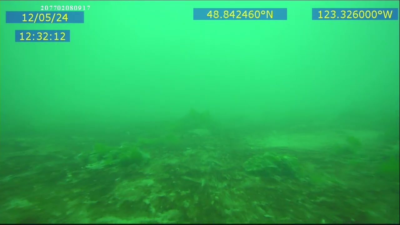 2024 DEC 05 VILLAGE BAY - MAYNE ISLAND 39