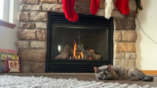 Fireside Cat