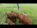 Highlight 38:28 - 43:25 from 🌻 Nature Live | भेड़-बकरियों के साथ खेतों में घूमते हुए 🐐